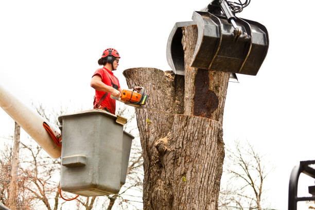 How Our Tree Care Process Works  in  Hawaiian Ocean View, HI